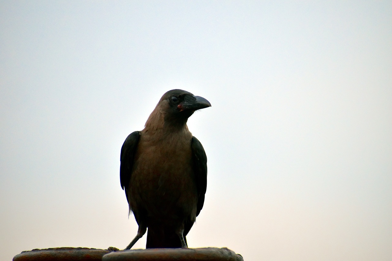 Image - house crow corvus bird grey necked