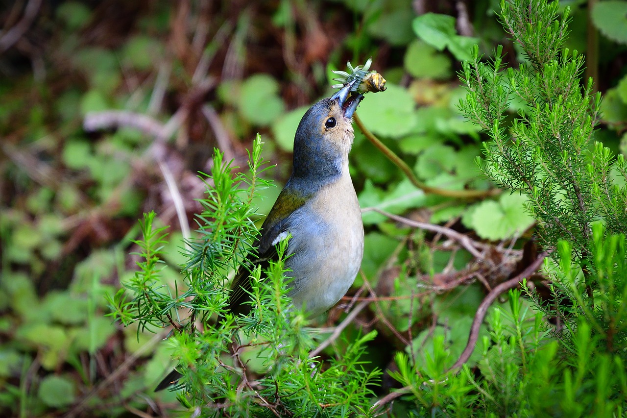 Image - bird fink nature songbird sitting