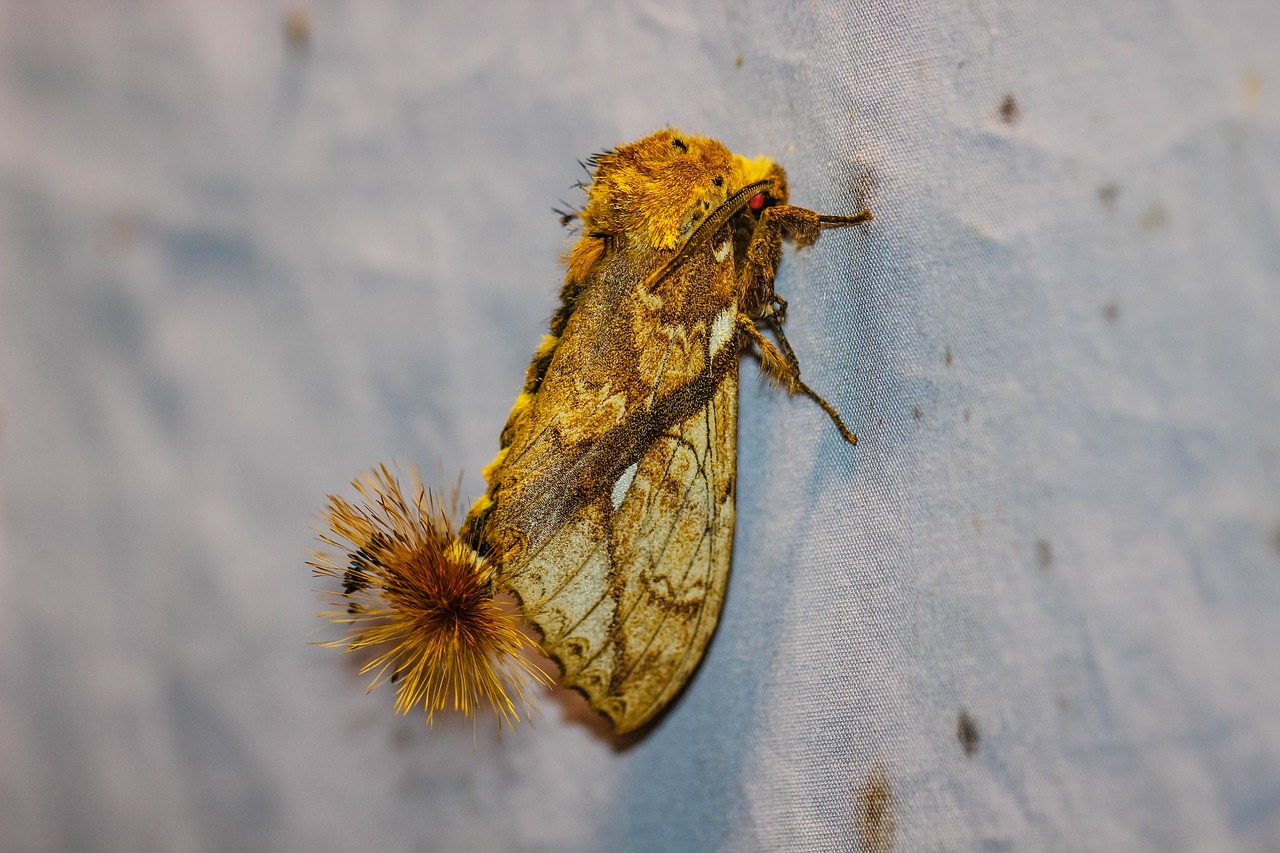 Image - butterfly night dudusa synopla