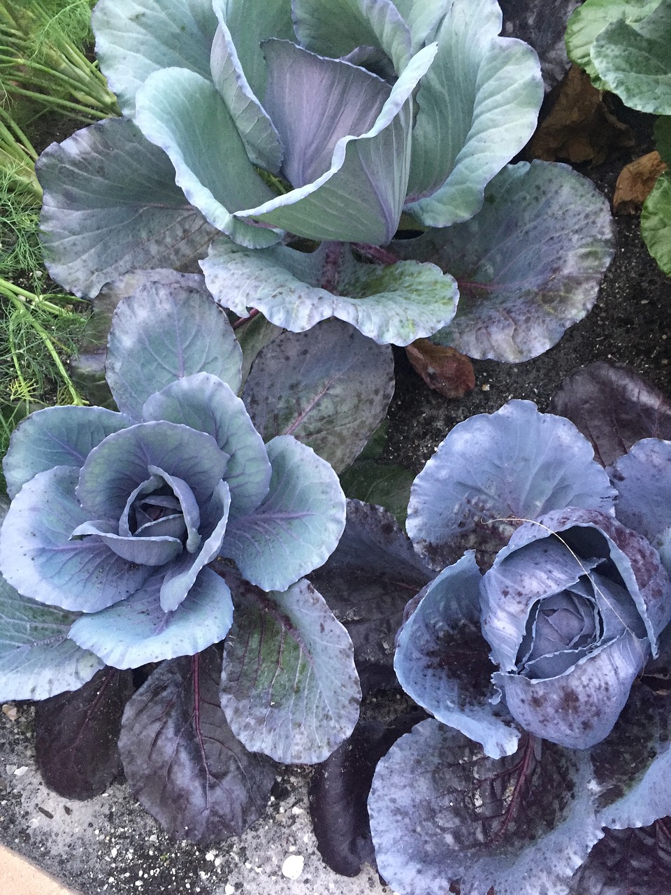 Image - cabbage purple food vegetable
