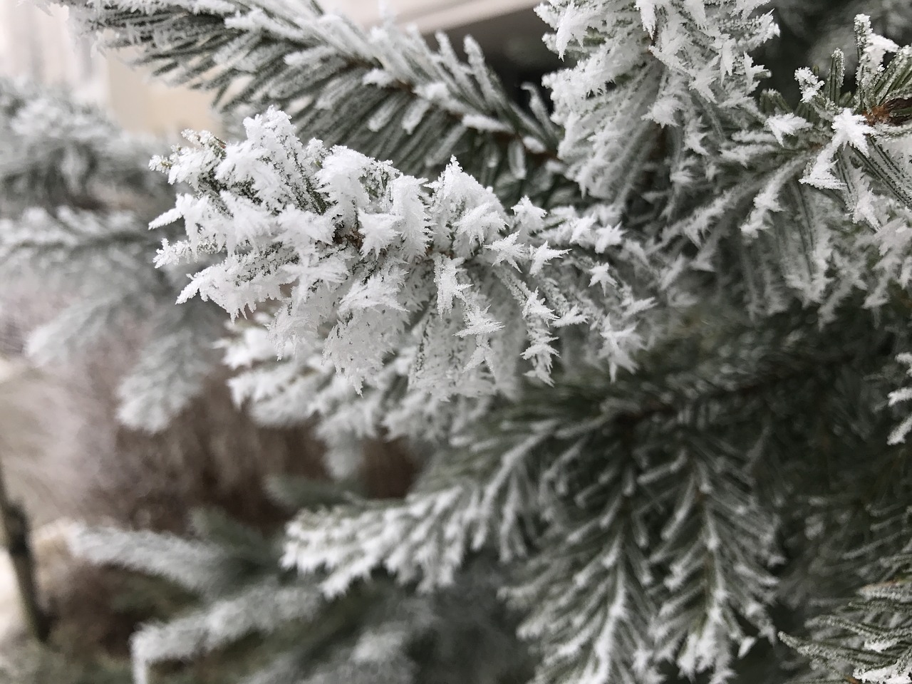 Image - frost winter snow closeup needles