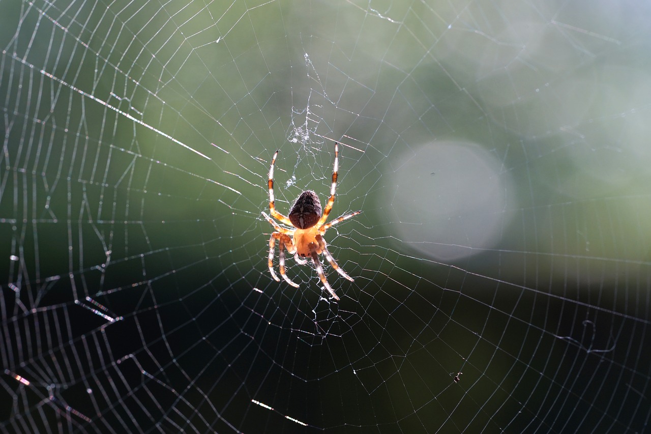 Image - spider cobweb close network macro