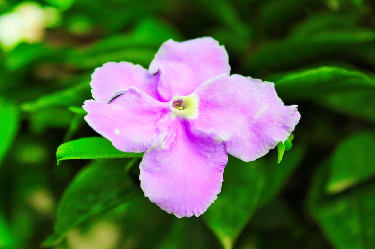 Image - beautiful green nature plant white