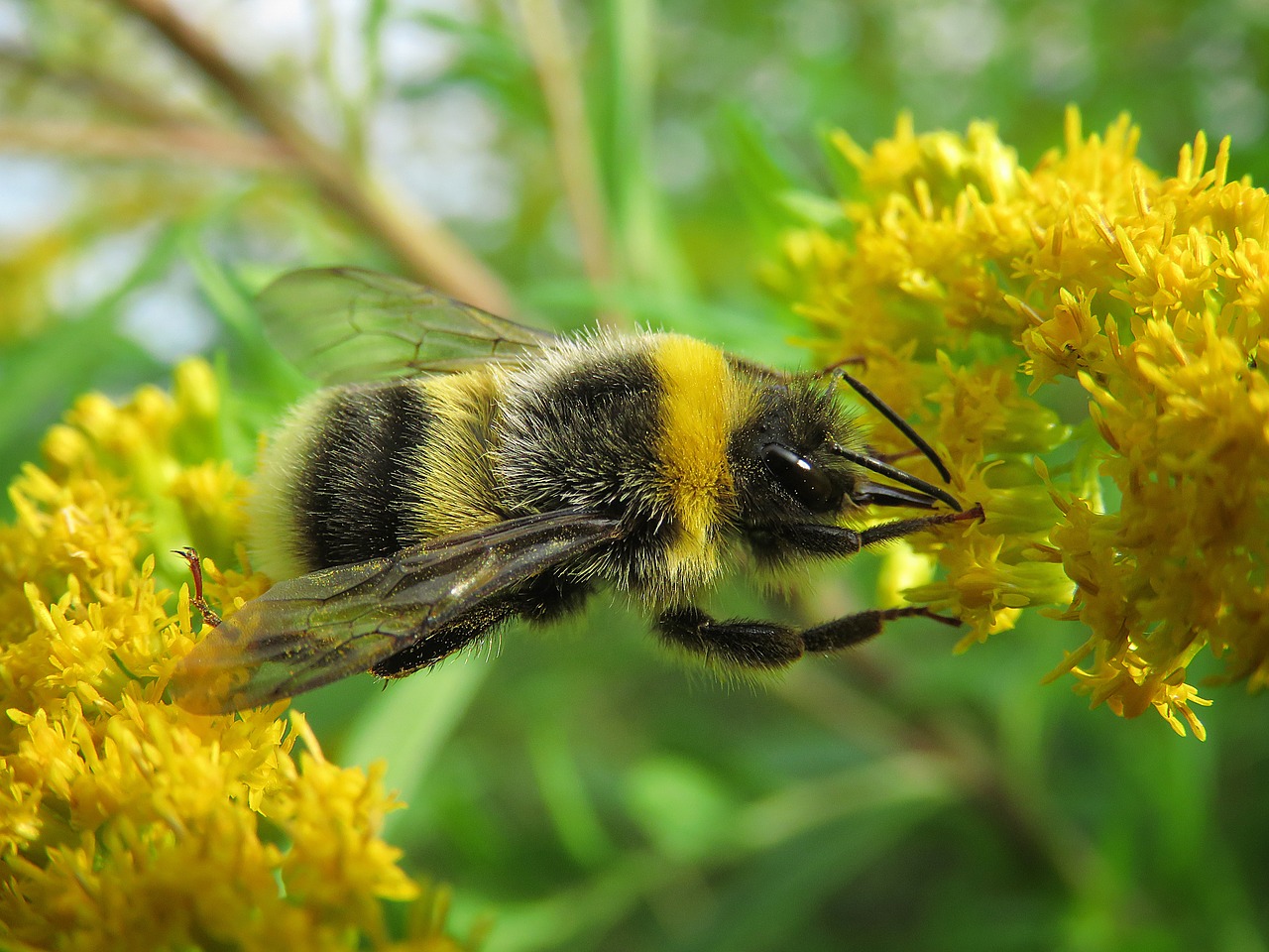 Image - bumblebee macro photography insects