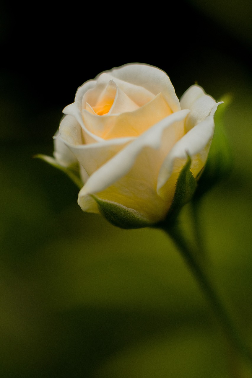 Image - flower rose blossom bloom nature