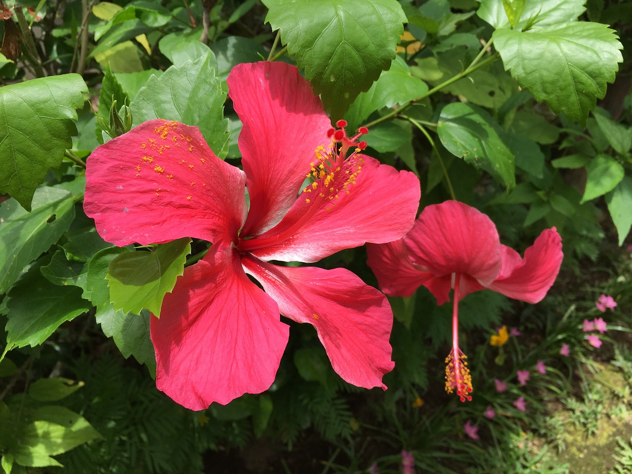 Image - hibiscus flower tropical plant