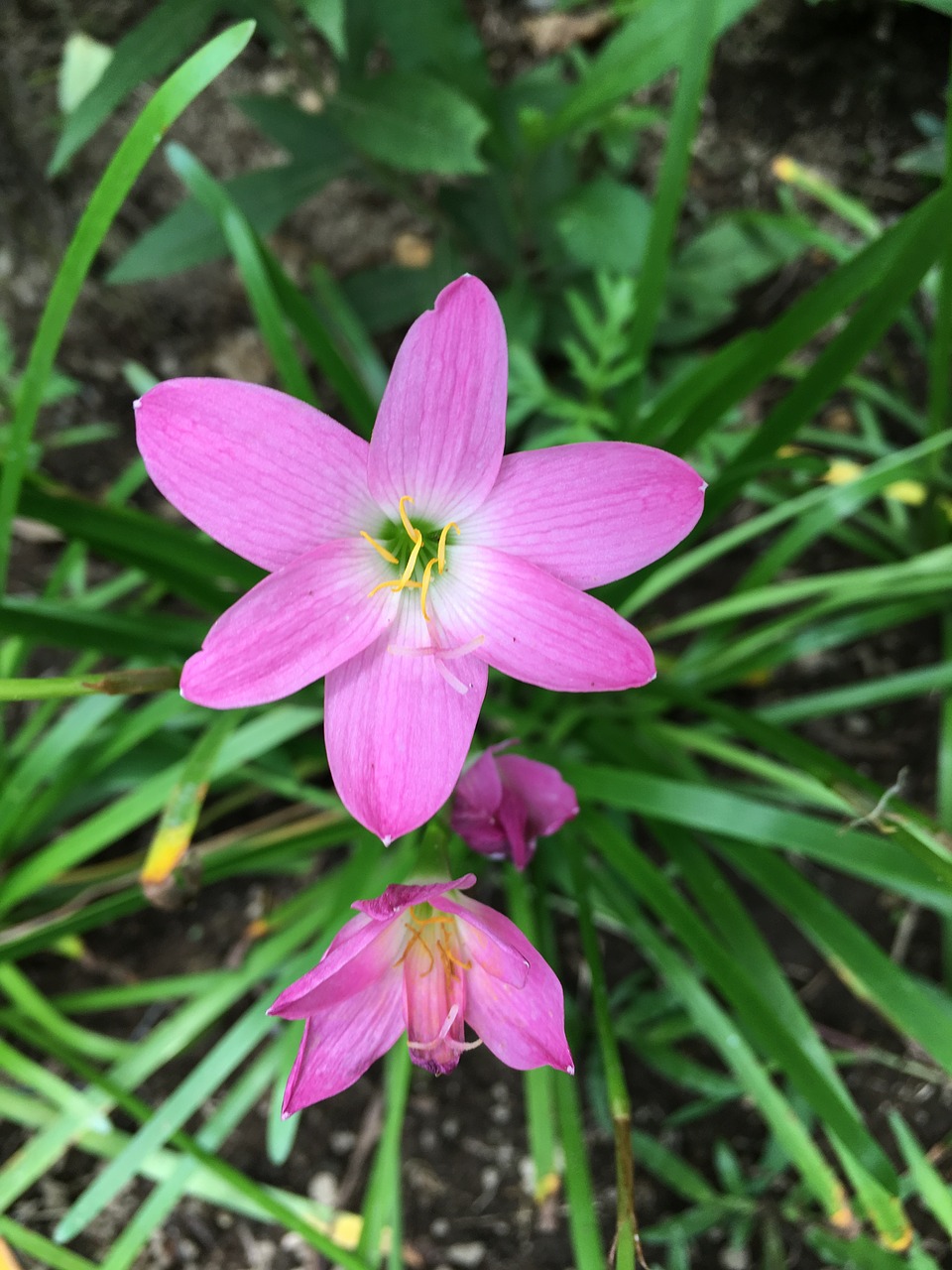 Image - flower nature floral plant garden