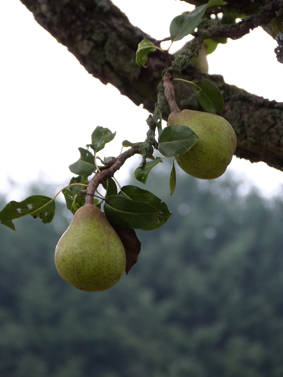 Image - pear nature field