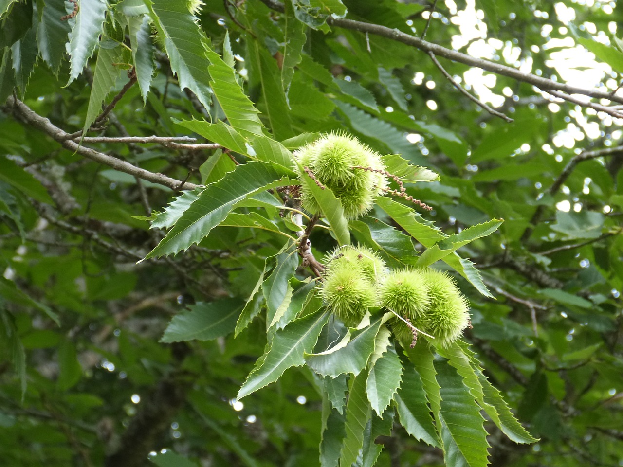 Image - bug chestnut nature