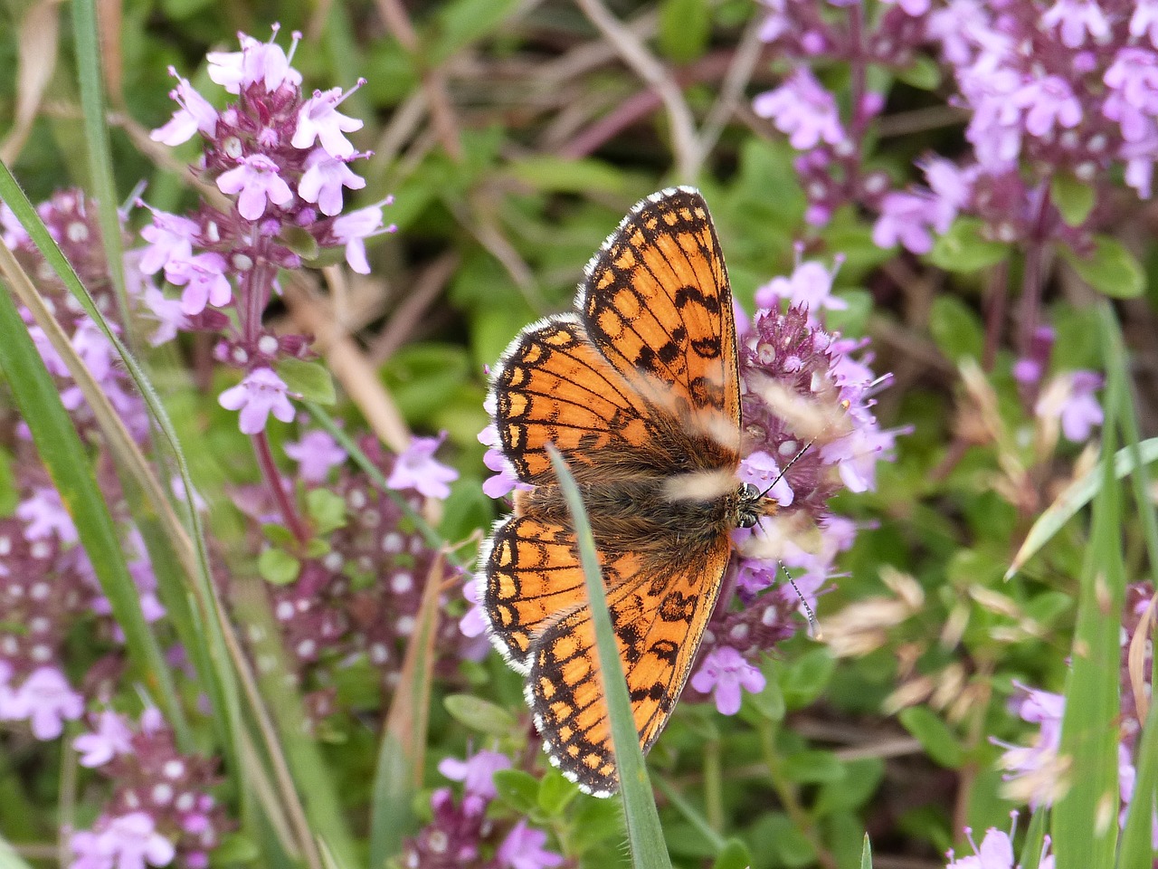 Image - butterfly mother of thyme nature