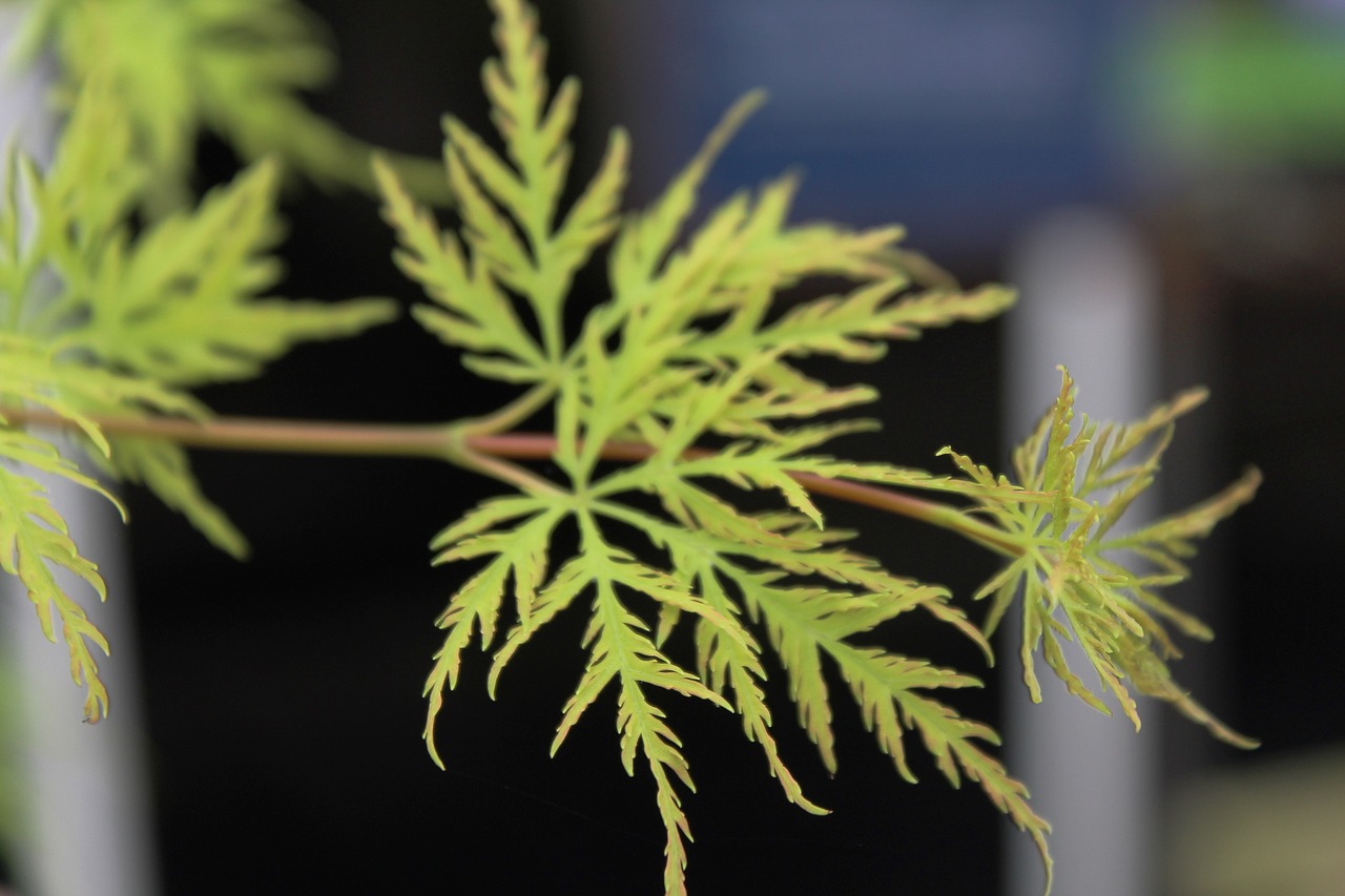 Image - acer autumn trees green leaves