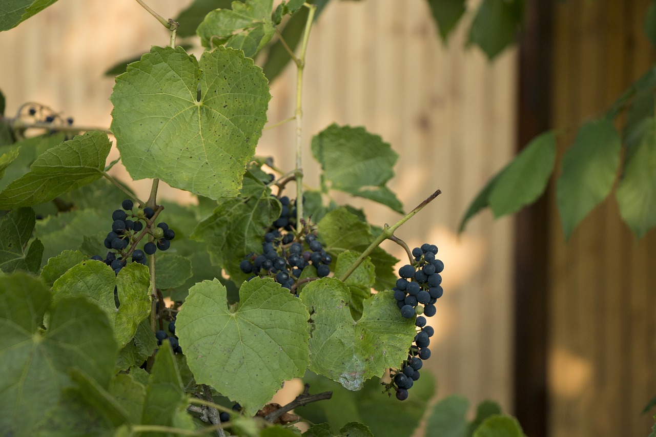 Image - berry grapes foliage vine