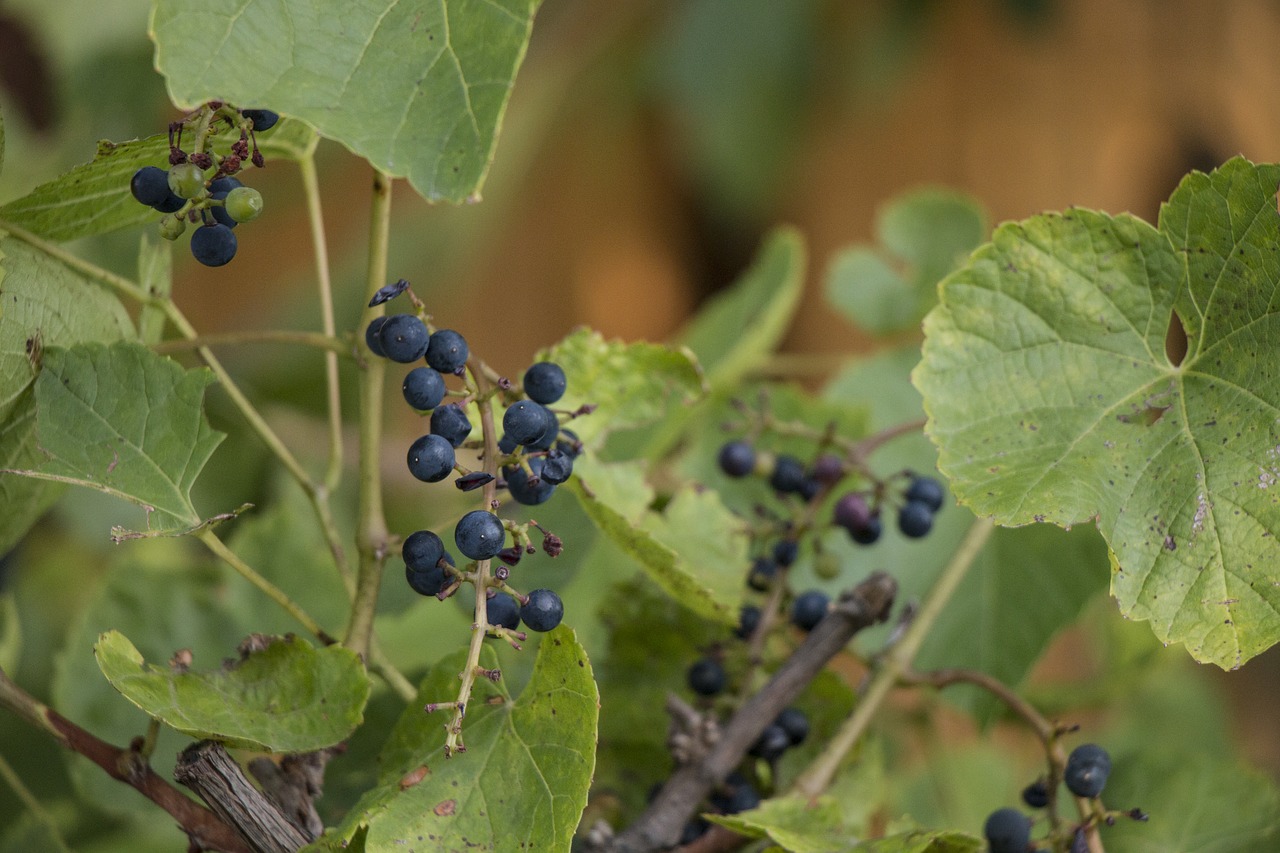 Image - berry grapes foliage vine