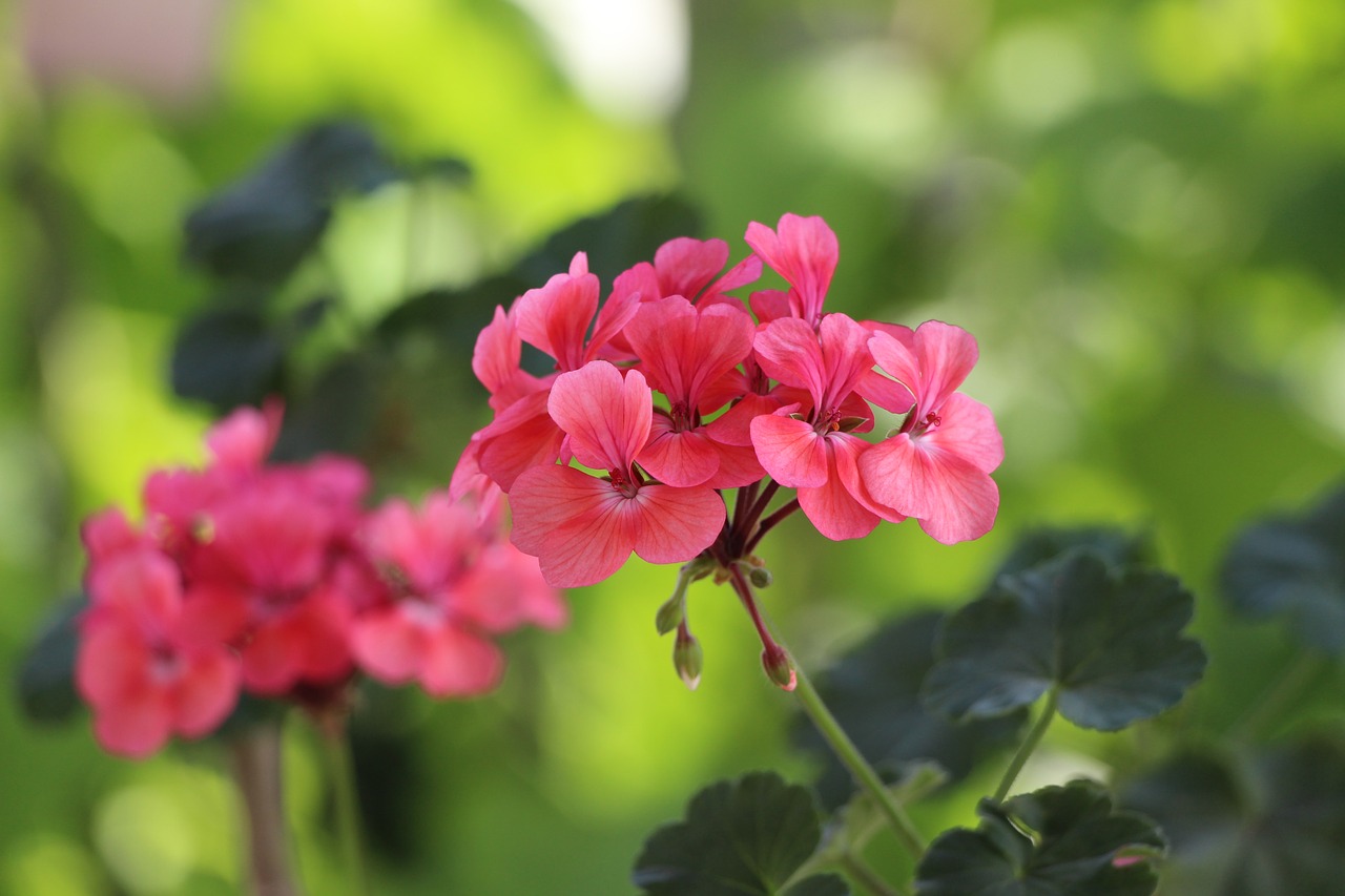 Image - geranium flower green pink