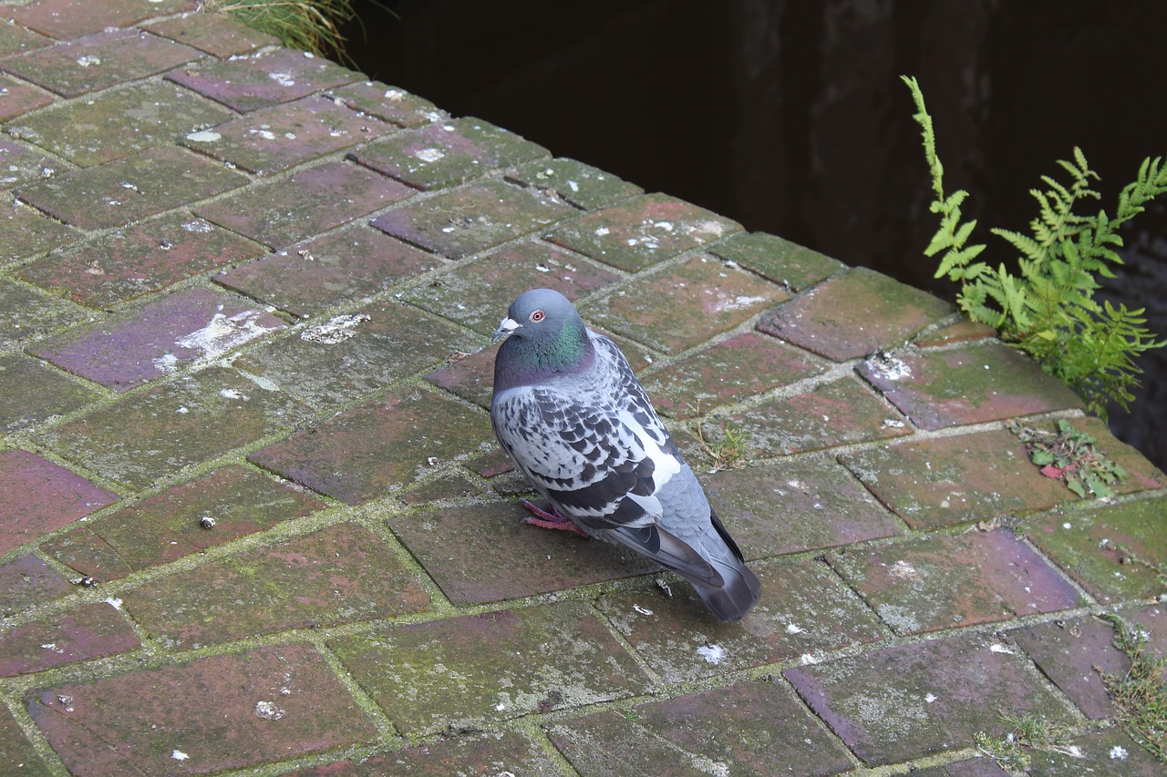 Image - dove bridge nature bird