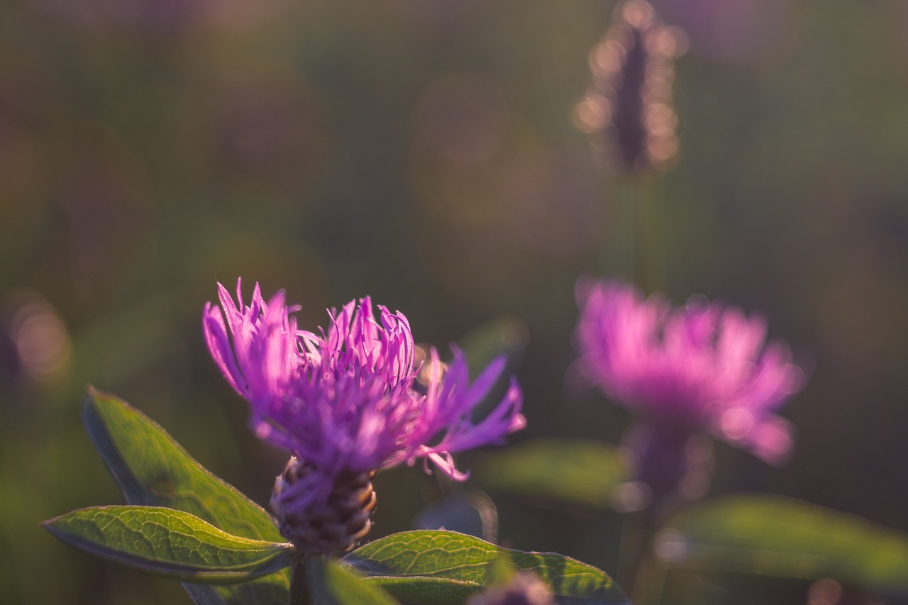 Image - flower pink centaurea jacea meadow