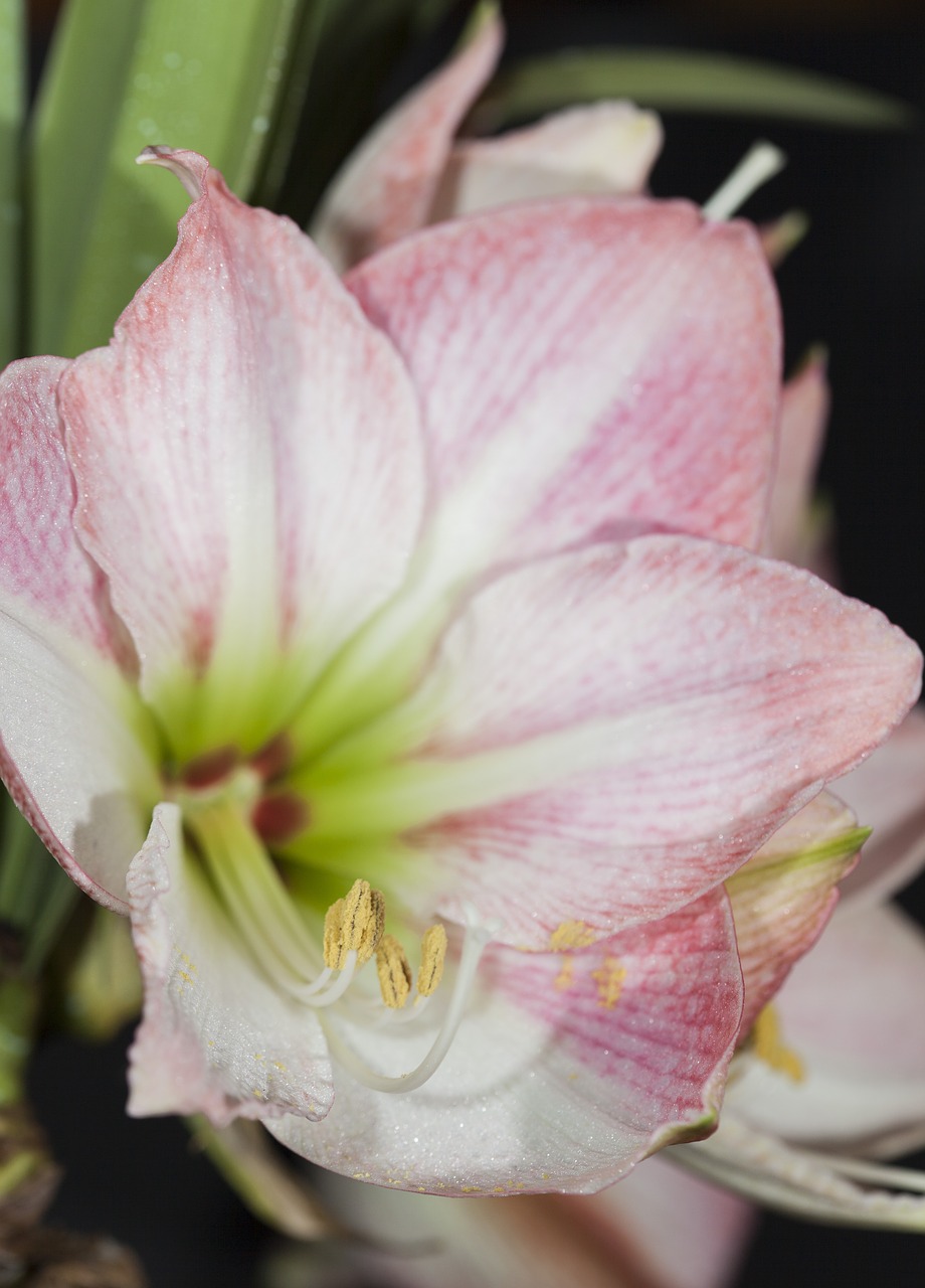 Image - hippeastrum it known as amarylis