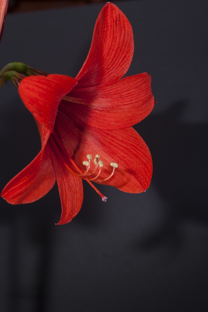 Image - hippeastrum red simple