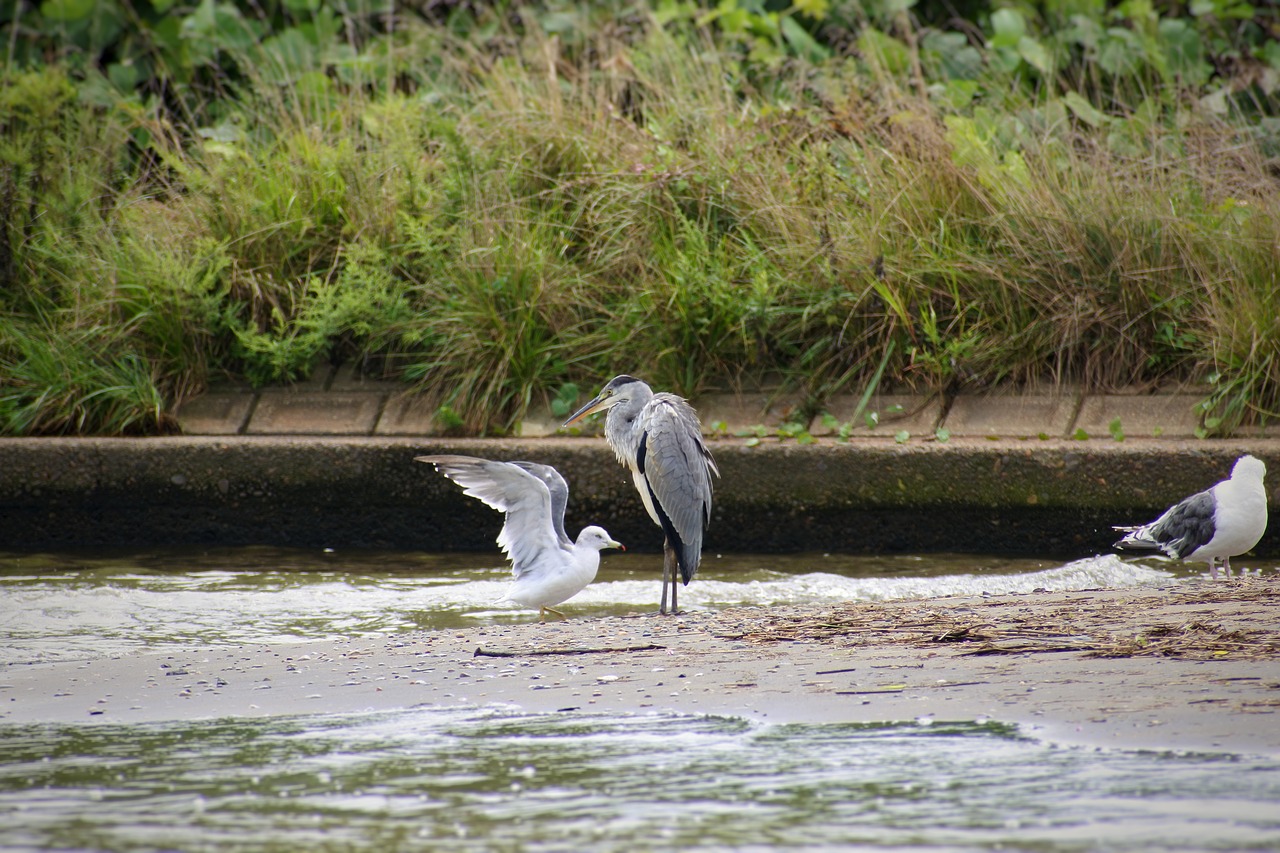 Image - animal river waterside wild birds