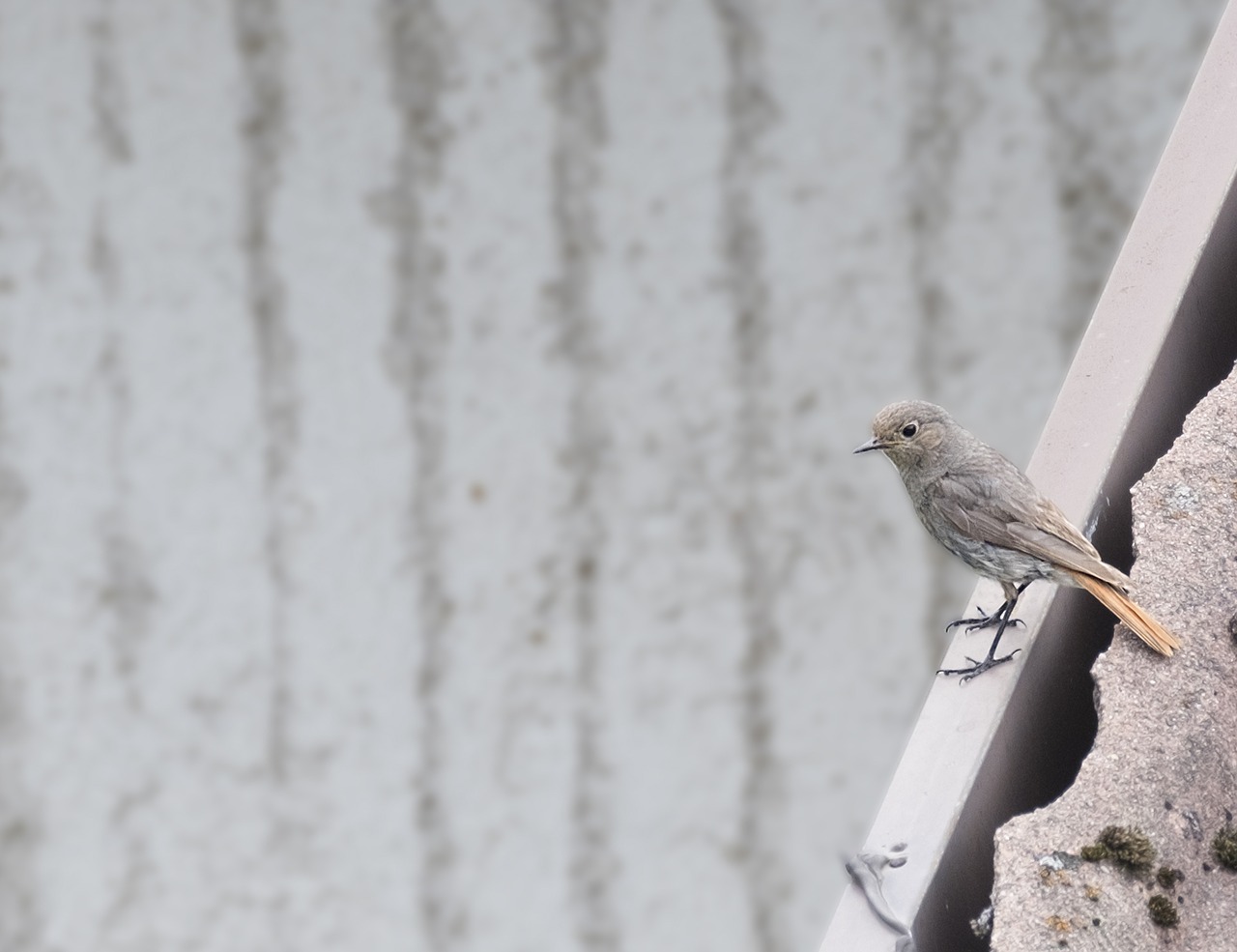 Image - bird black redstart mountain