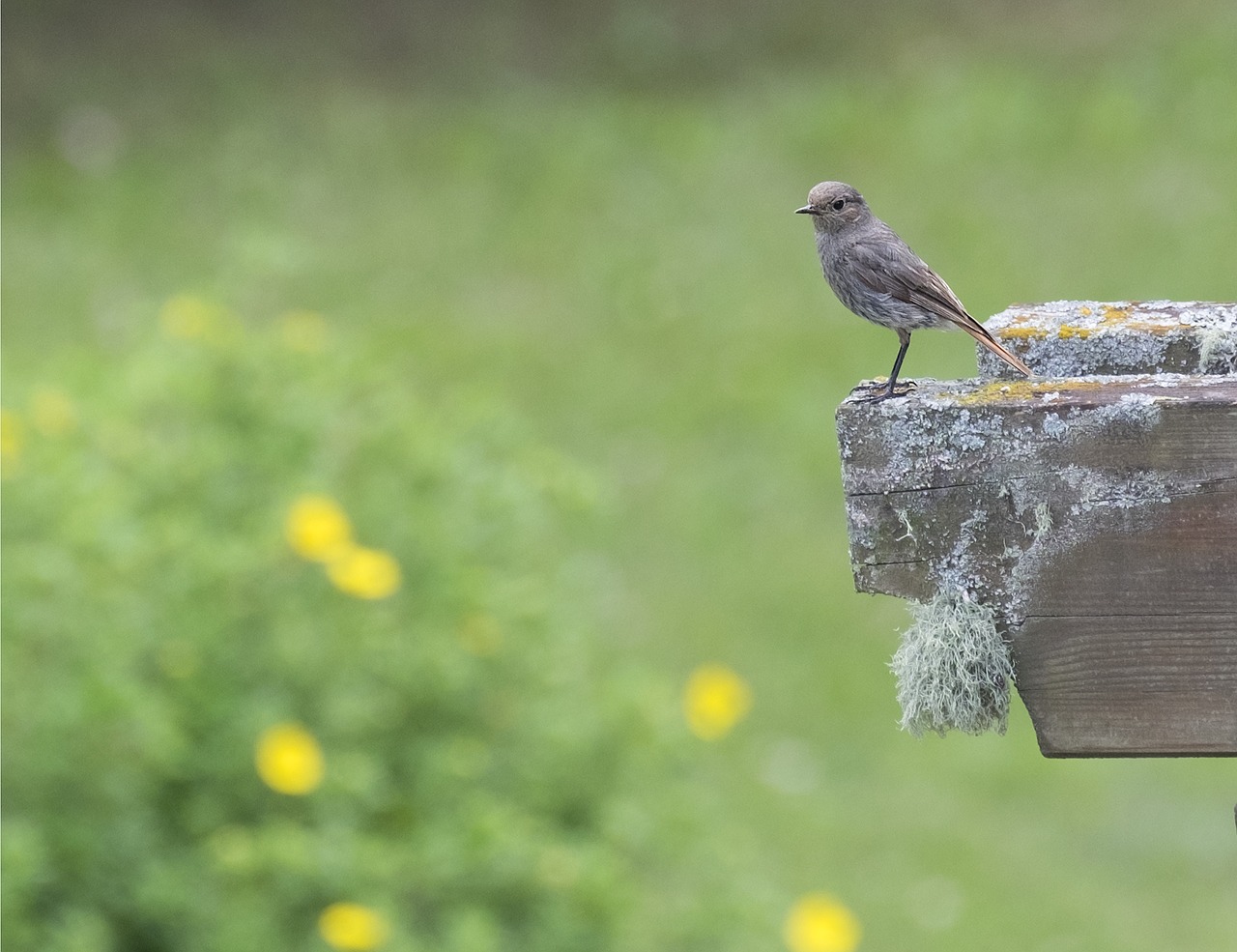 Image - redstart bird black redstart