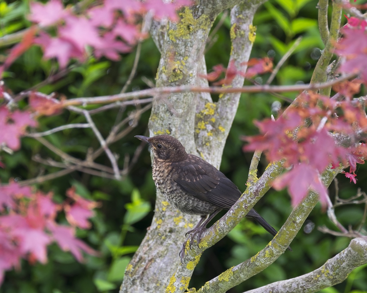 Image - bird thrush maple