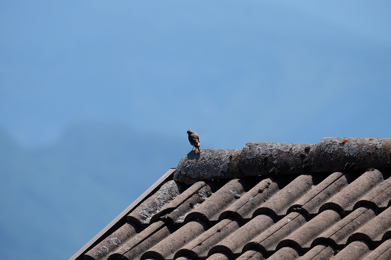 Image - bird black redstart mountain