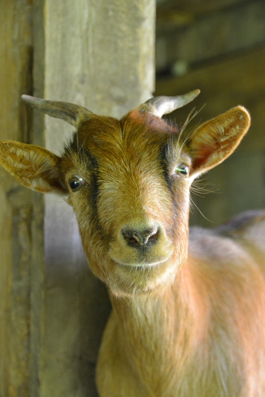 Image - goat nature dwarf goat creature