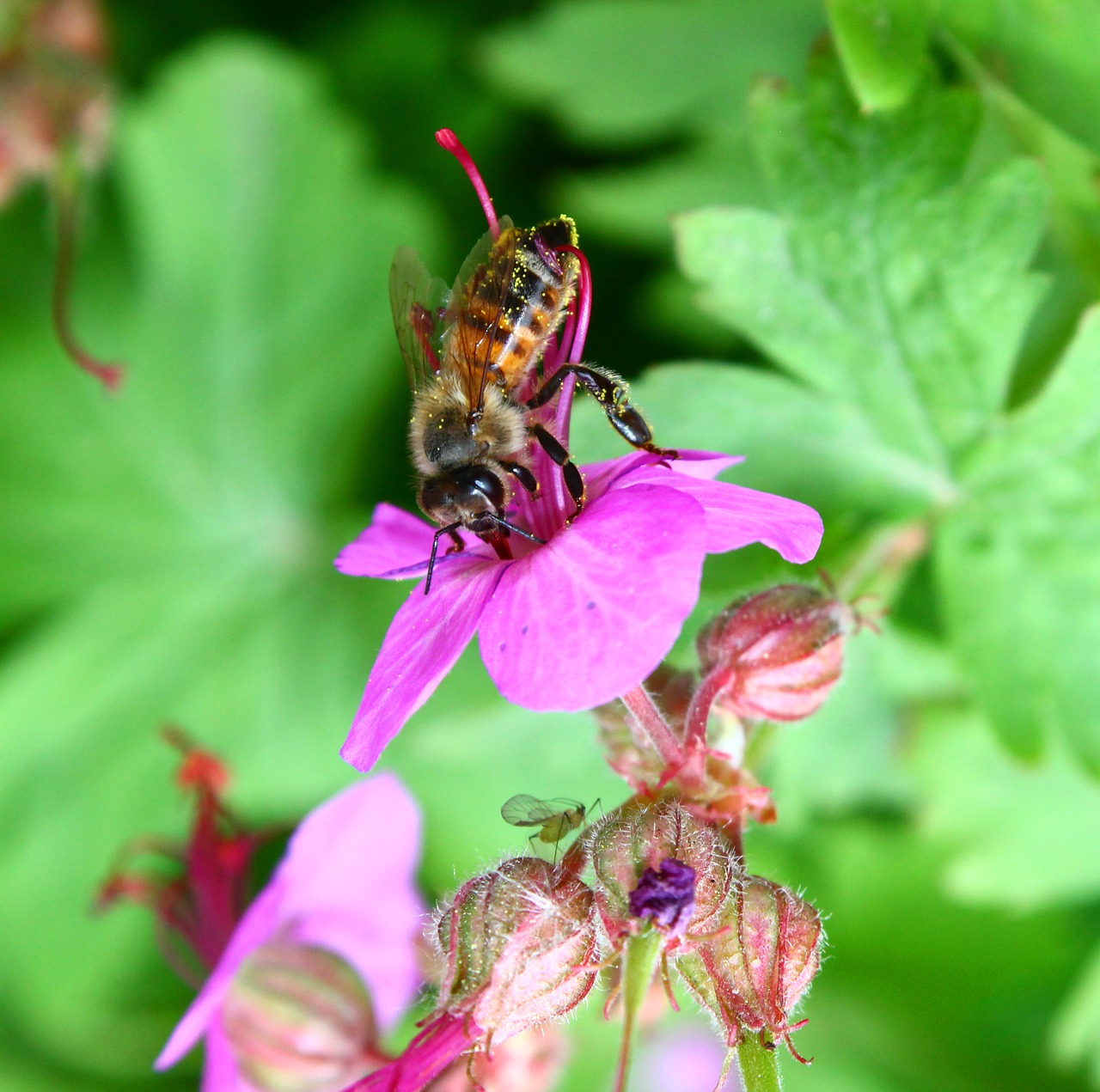 Image - bee pollen floral pollen color