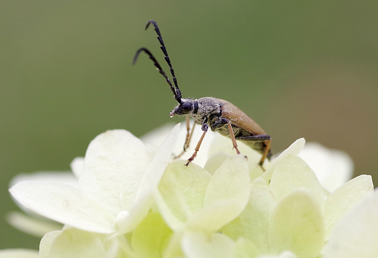 Image - kózkowate the beetle long tentacles