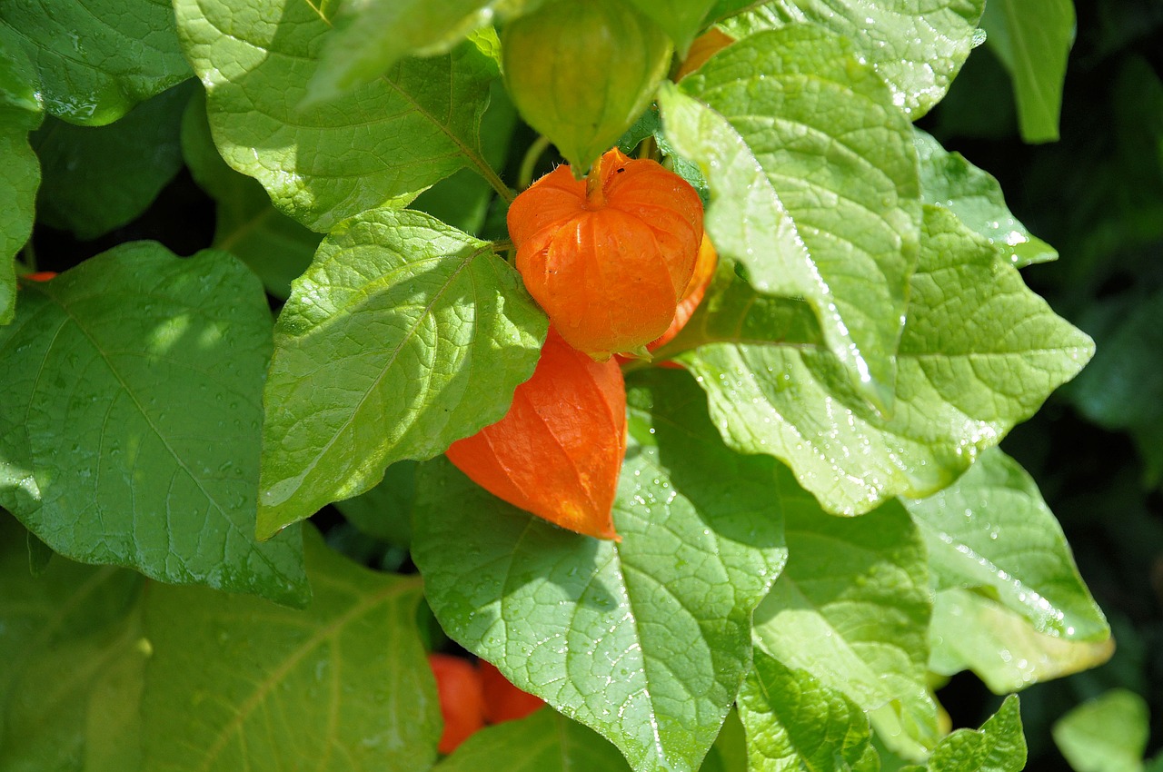 Image - bush green orange autumn