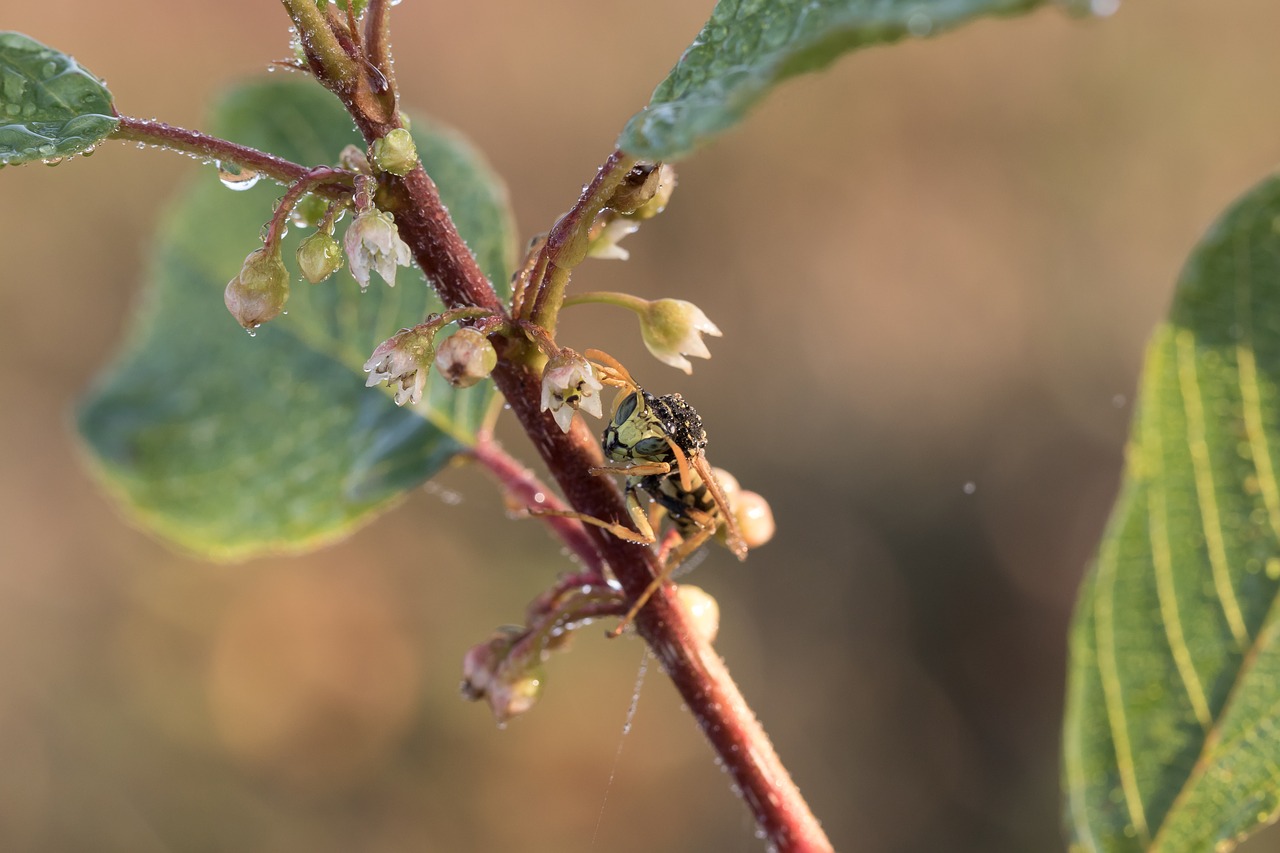 Image - field wasp gallic field wasp