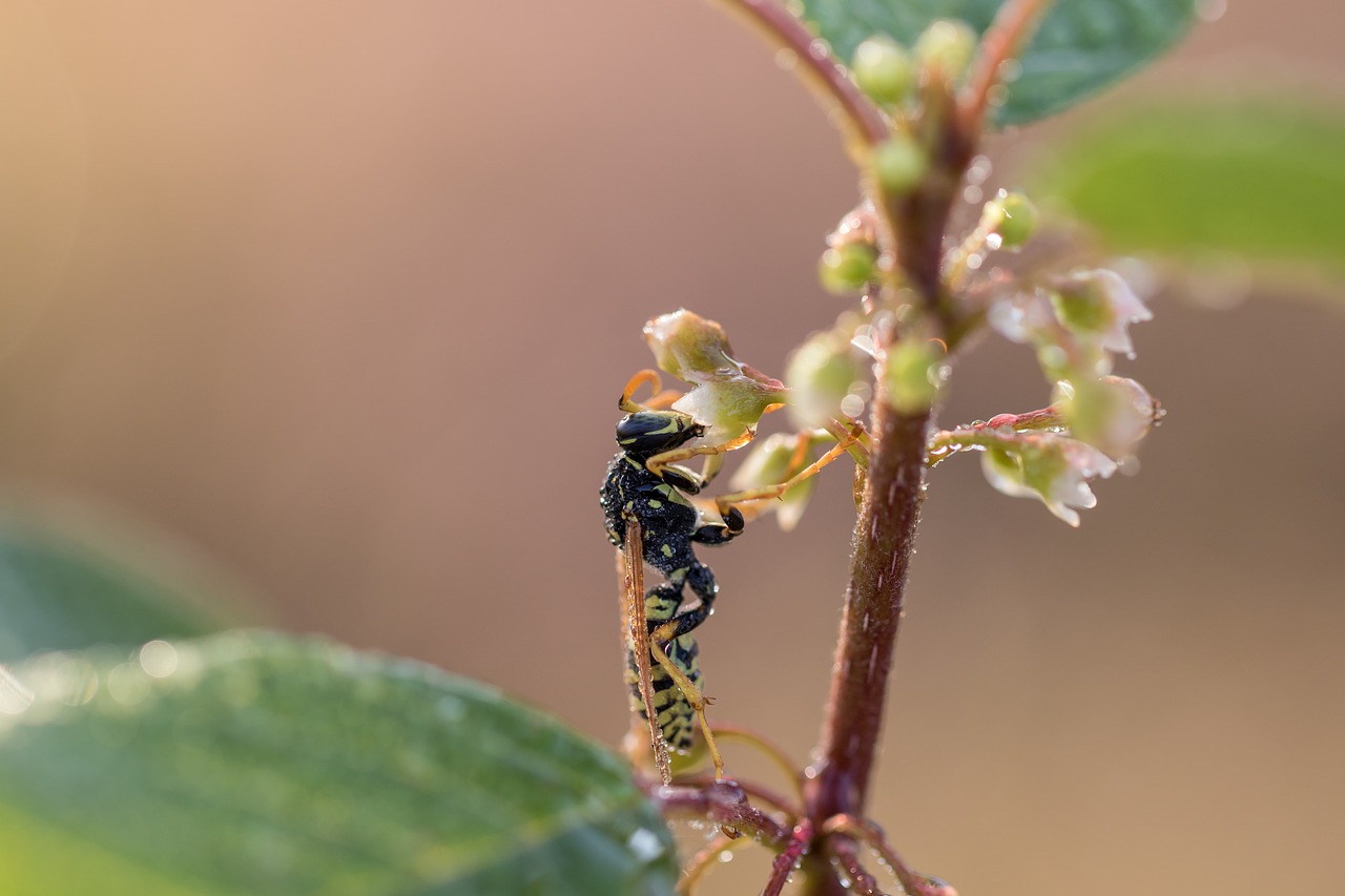 Image - field wasp gallic field wasp