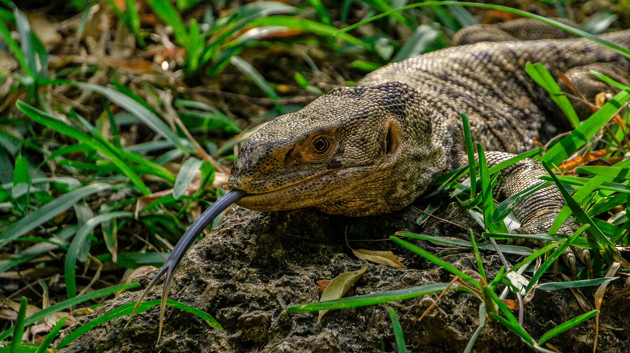 Image - alligator reptile tongue wild