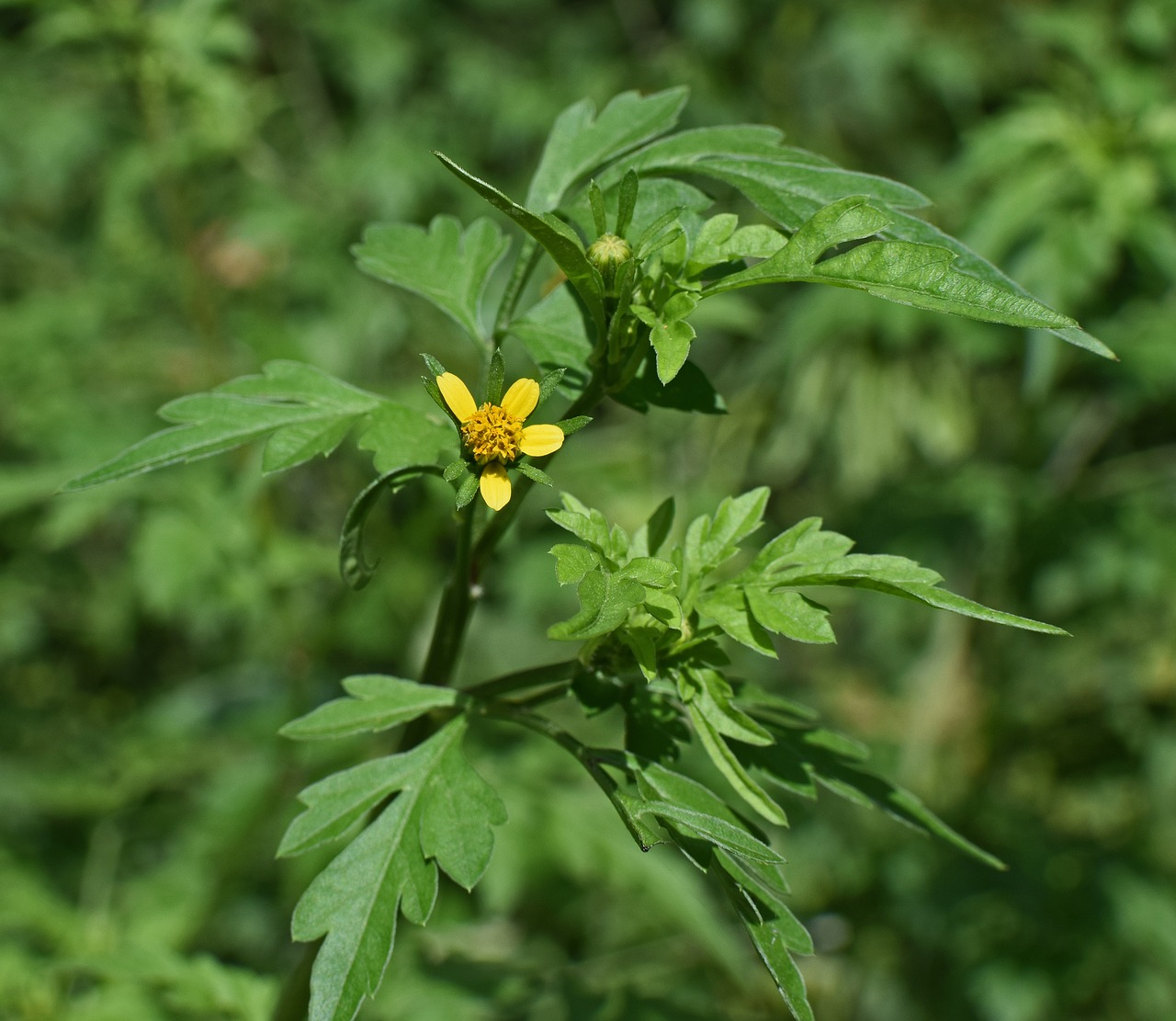 Image - jacob ragweed weed allergen plant