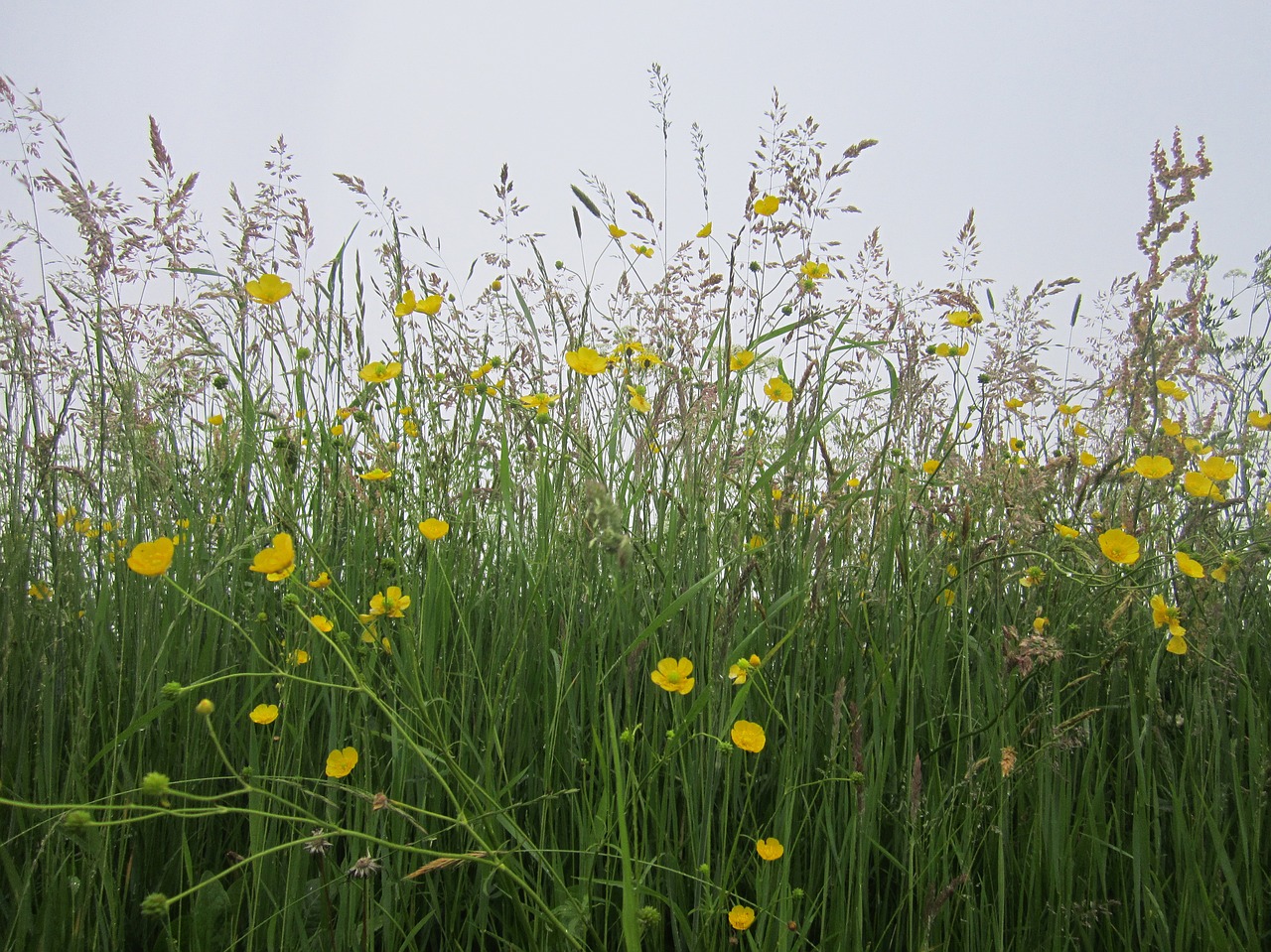 Image - still life field flowers meadows