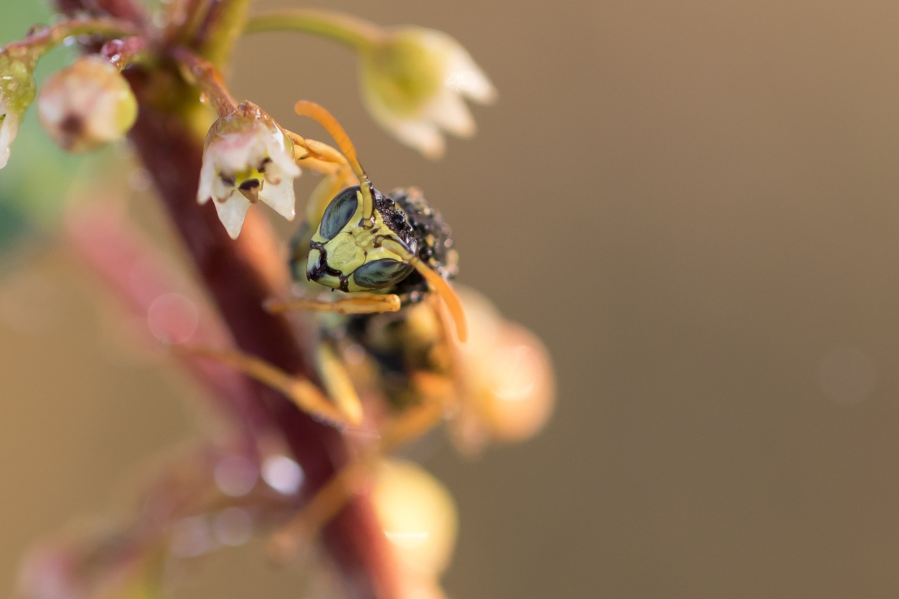 Image - gallic field wasp field wasp