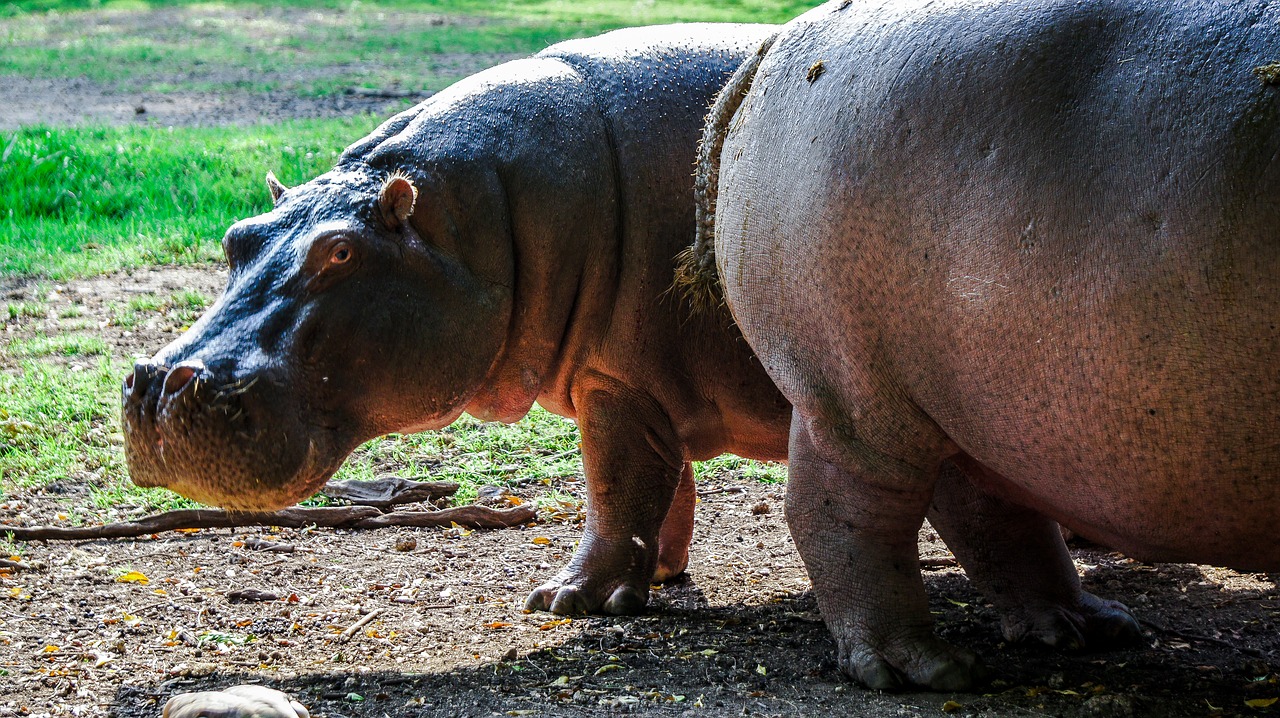 Image - hippo hippopotamus nature wild