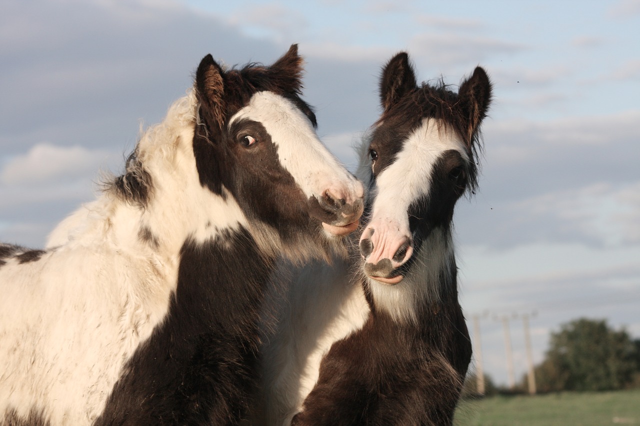 Image - horse equine gypsy horse animal