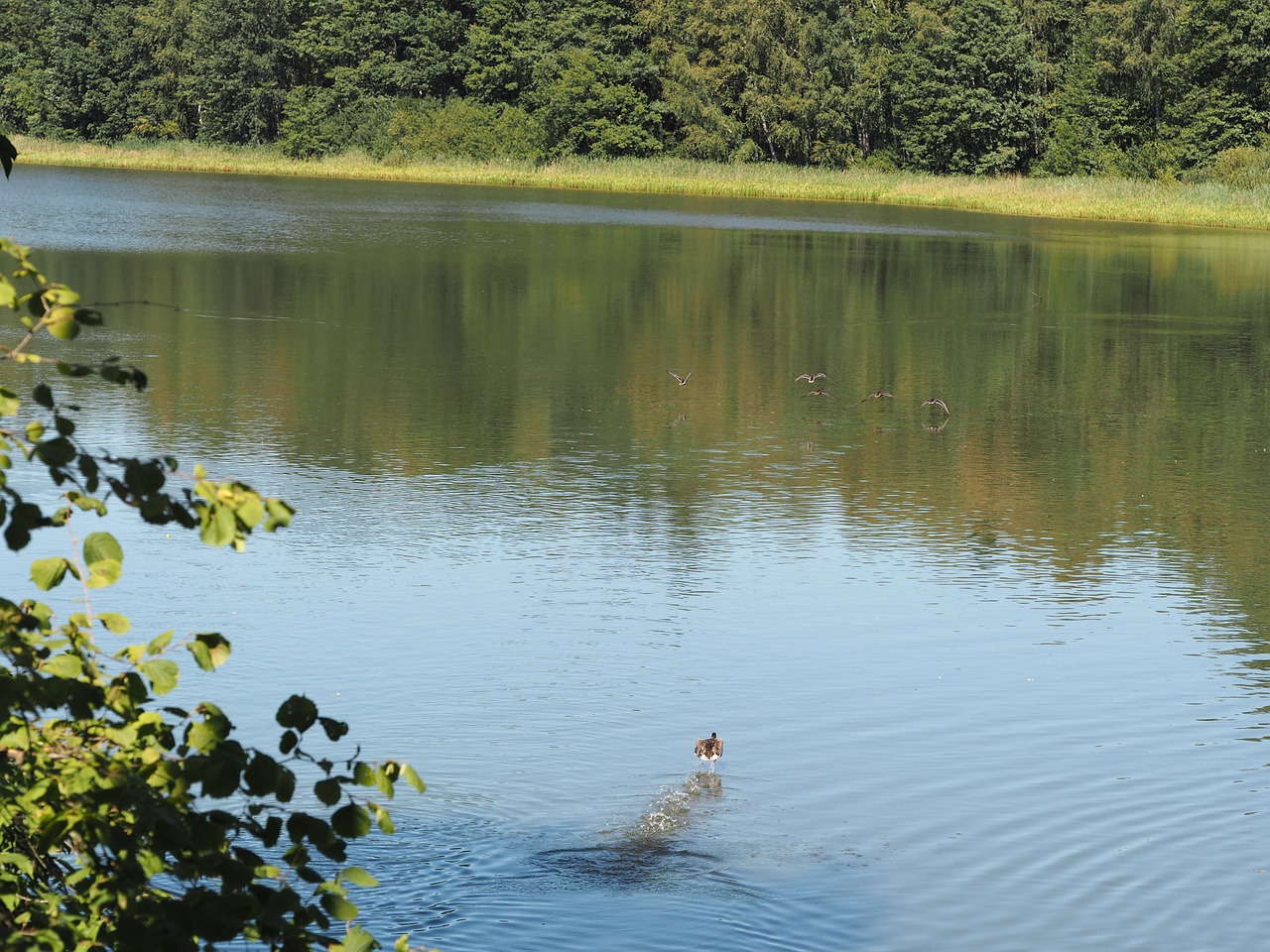 Image - geese ducks animals aquatic animals