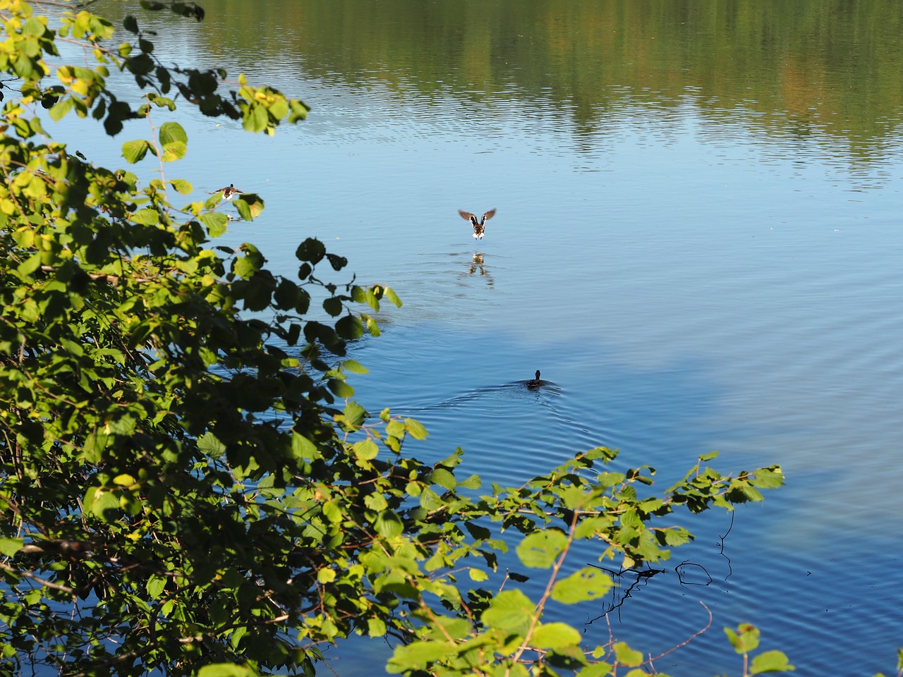 Image - geese ducks animals aquatic animals