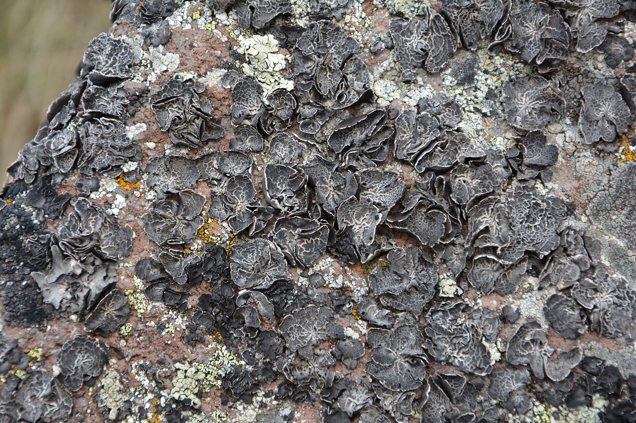Image - close up macro lichen rock kennedy