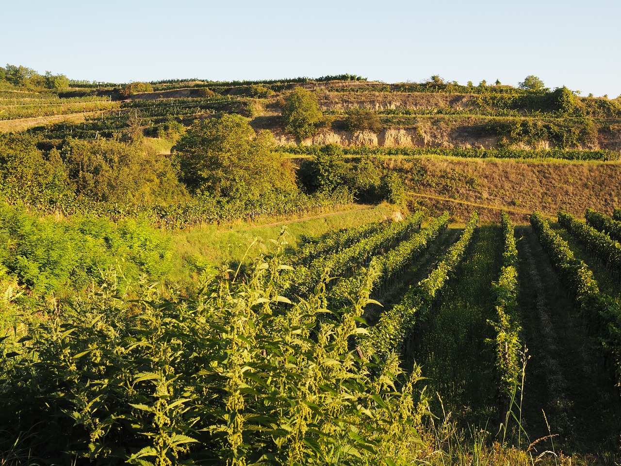 Image - vineyard nature autumn wine grapes