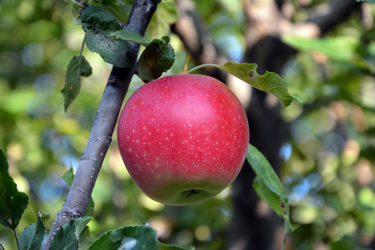 Image - close up apple red macro greens