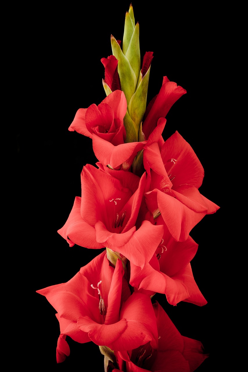 Image - gladiolus flower blossom bloom