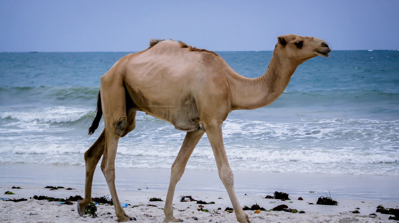 Image - camel kenya mombasa africa animal