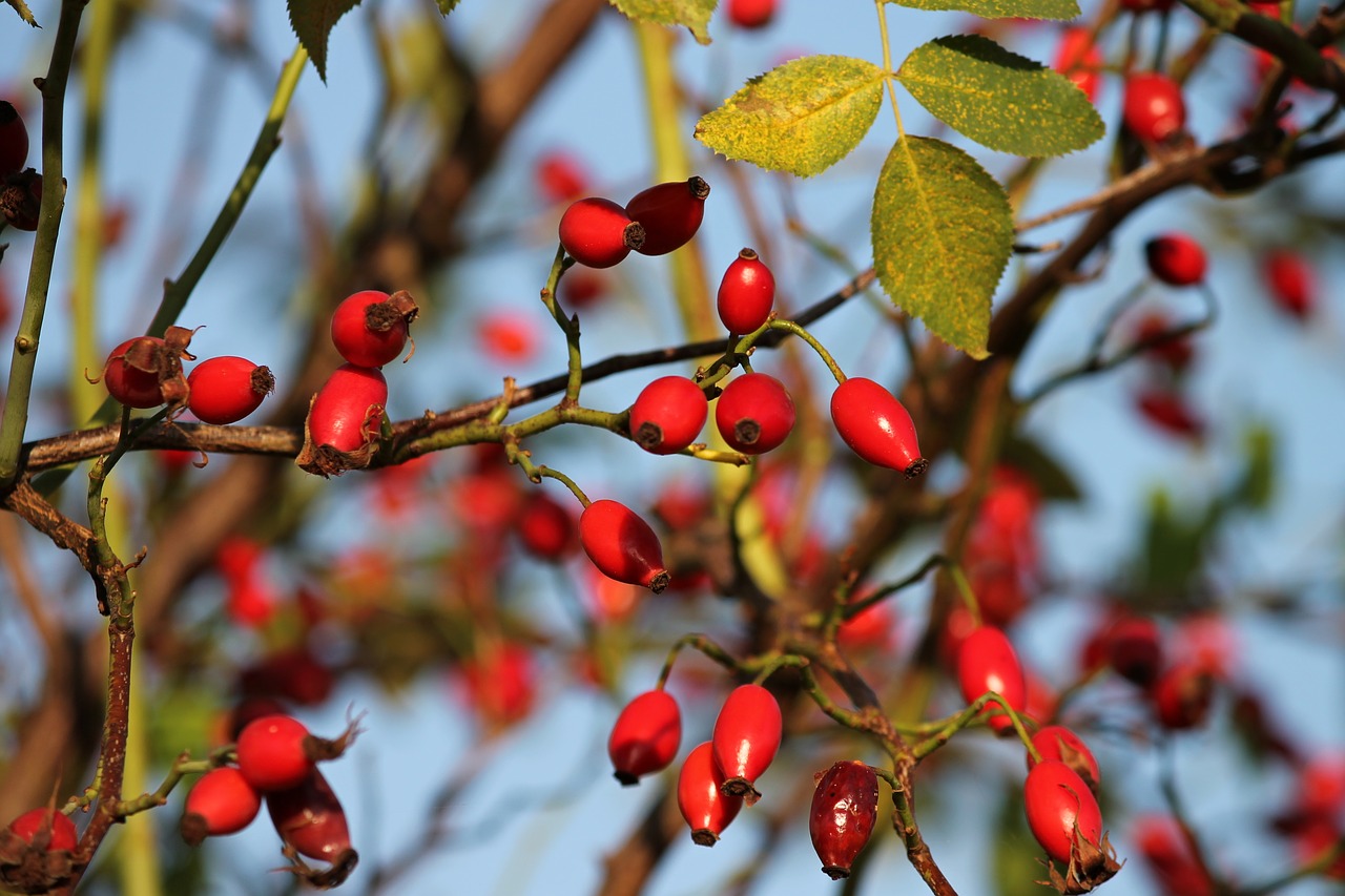 Image - rose hip bush rosebush red nature