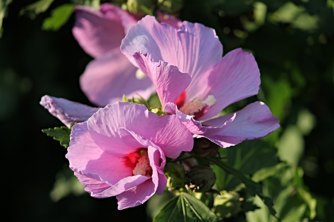 Image - hibiscus marshmallow mallow blossom