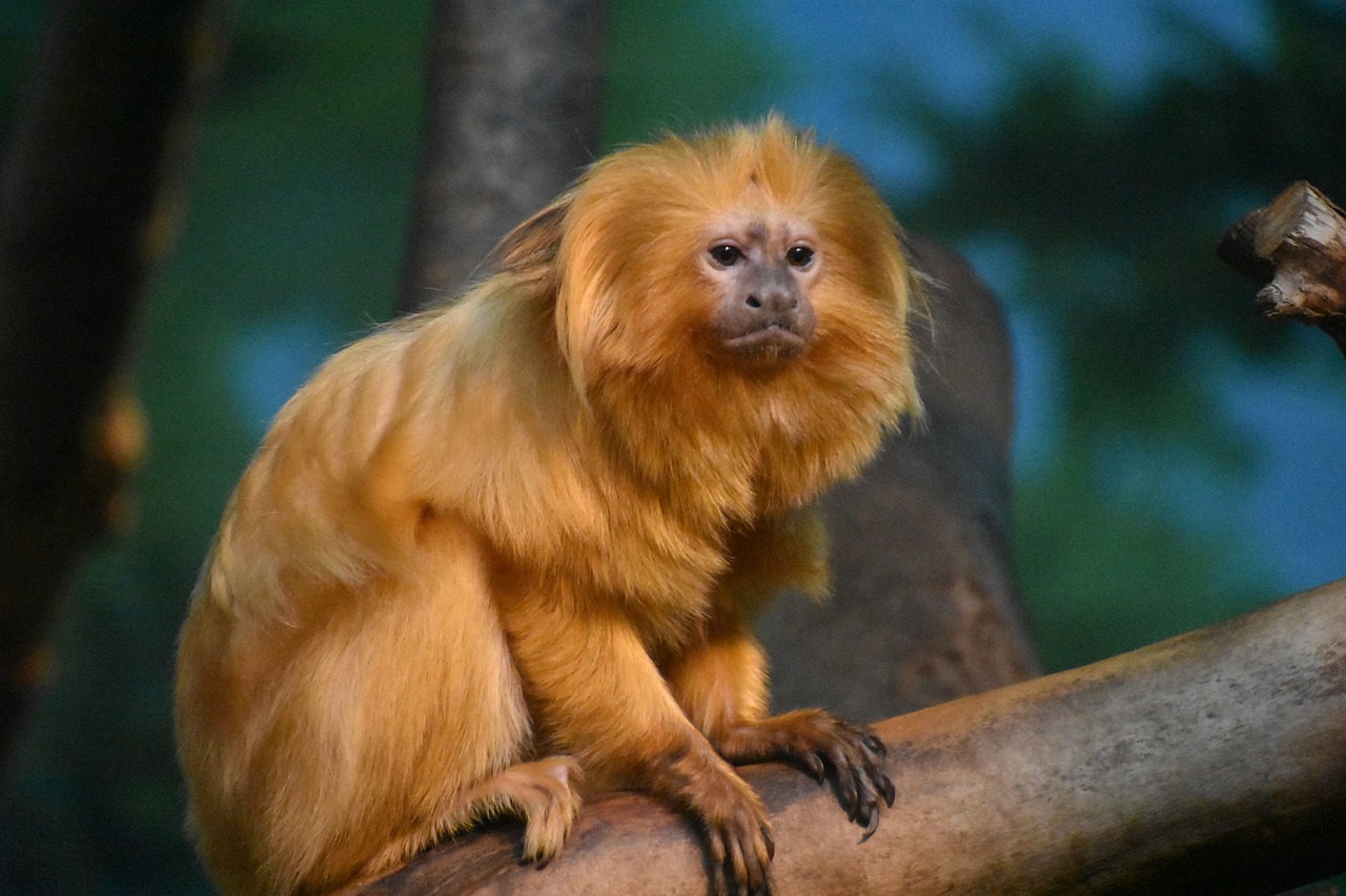 Image - monkey gold zoo primate animal