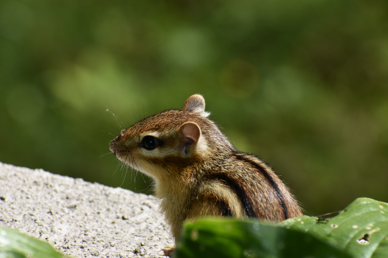 Image - chipmunk striped small animal